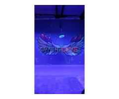 Bora curtir a vida - 6